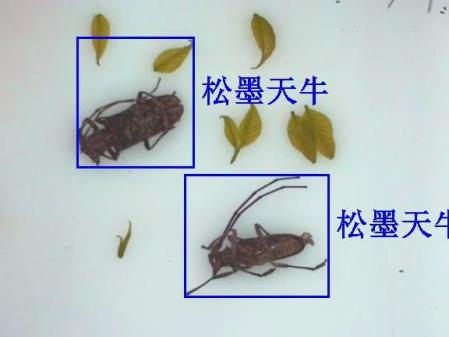 物聯(lián)網(wǎng)天牛智能監(jiān)測(cè)系統(tǒng)圖片2 物聯(lián)網(wǎng)天牛智能監(jiān)測(cè)系統(tǒng)圖片2